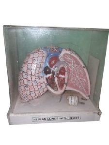 Human Lungs Heart Anatomical Model