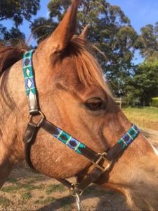 Horse Leather Halter