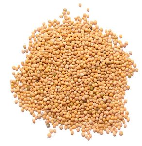 Organic Yellow Mustard Seeds