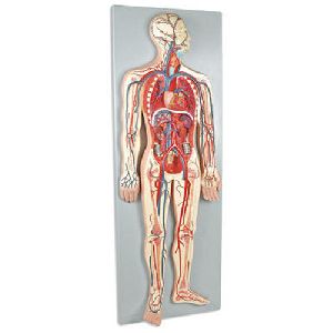 Blood Circulatory System Anatomical Model