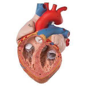 Heart Anatomical Model