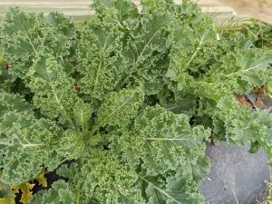 Organic Kale