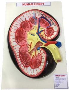 Human Kidney model