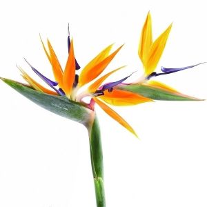 Fresh Bird of Paradise Flower