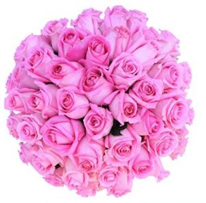 Fresh Pink Rose Flowers