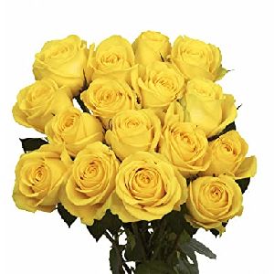 Fresh Yellow Rose Flowers