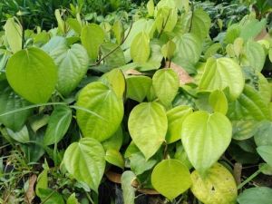 Black Pepper Plant