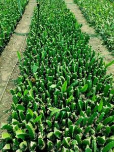 dragon fruit plant