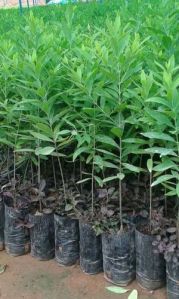 White Sandalwood Plant