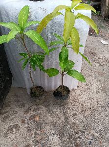 Mango Plants