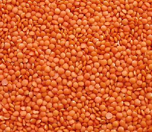 Red Lentils