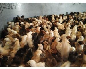 Kuroiler FFG Chicks