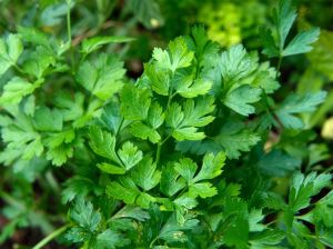 Fresh Javari(local) Coriander Leaves