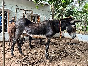 Donkeys Suppliers