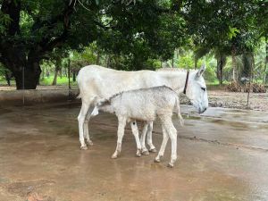 Halari Donkeys