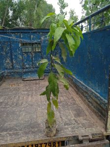 Mango Plants