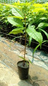 Avocado plant