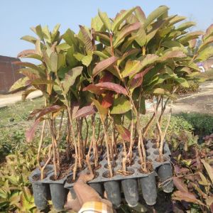 Eucalyptus clone plants