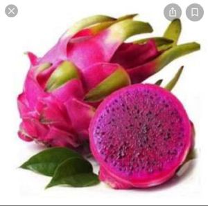 Pink Dragon Fruit 400 to 850 gram per fruit