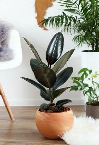 Rubber plant Indoor Plant