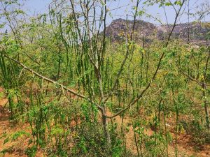 drumstick plants leaves