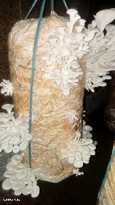 Oyster Mushroom