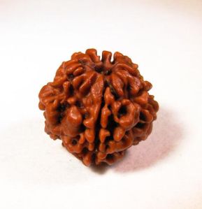 1 Mukhi Rudraksha