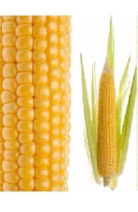 Yellow Corn Maize