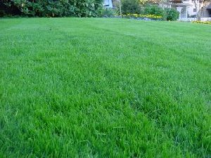 Realistic Natural Lawn Carpet Grass