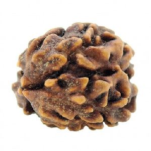 Three Mukhi Rudraksha