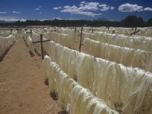 Sisal Fibre