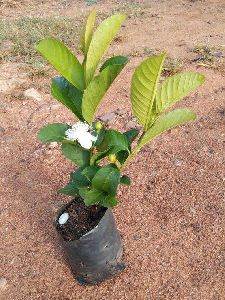 Taiwan Pink Guava Plant