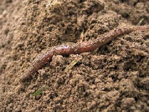 Earthworm Fertilizer