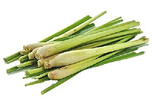 Lemongrass Sticks