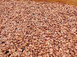 Cocoa Beans