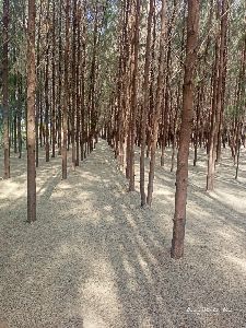 Savukku Maram Tree