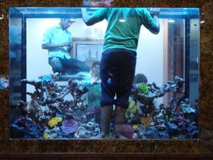 aquarium maintenance service