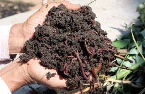 agricultural vermicompost