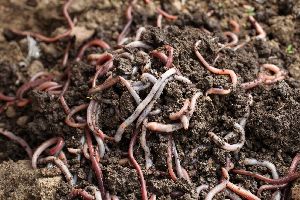 earthworm vermicompost