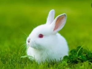 American white rabbit