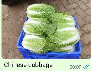 Chinese Cabbage