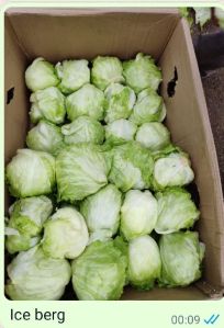 lettuce iceberg