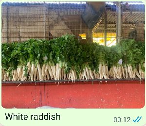 WHITE RADDISH