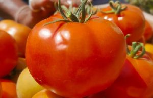 FB-MADHAV F1 Hybrid Tomato Seeds