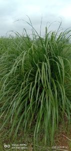 lemon grass dry leaves