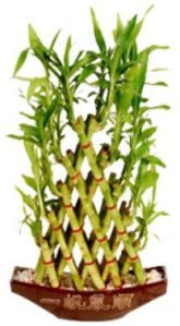 Pyramid Bamboo plant