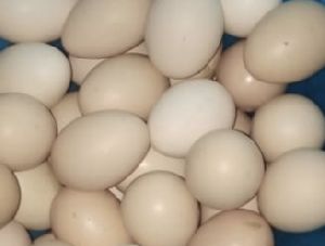 Country Eggs