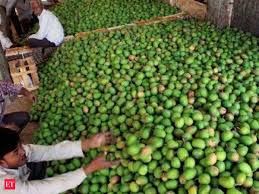 Ratnagiri Alphonso Mango