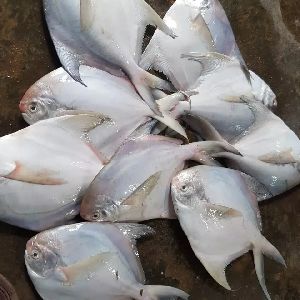 Silver Pomfret