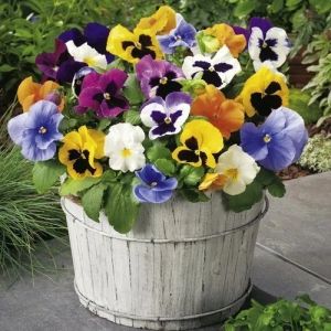 Pansy Plant